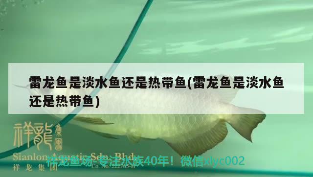 雷龍魚是淡水魚還是熱帶魚(雷龍魚是淡水魚還是熱帶魚) 水族燈（魚缸燈）