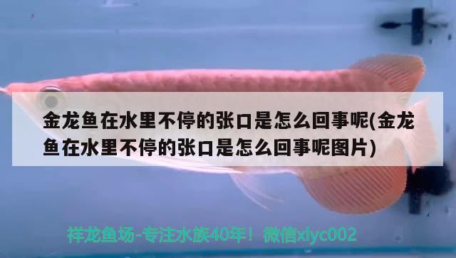 金龍魚在水里不停的張口是怎么回事呢(金龍魚在水里不停的張口是怎么回事呢圖片) 白子黑帝王魟魚