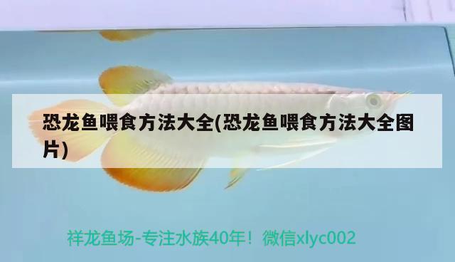 恐龍魚喂食方法大全(恐龍魚喂食方法大全圖片)