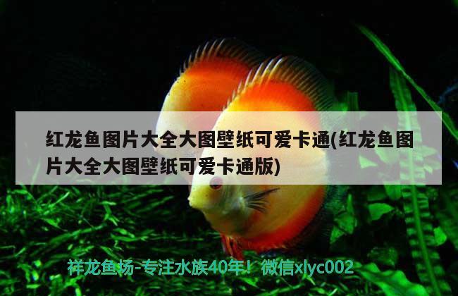 紅龍魚圖片大全大圖壁紙可愛卡通(紅龍魚圖片大全大圖壁紙可愛卡通版)