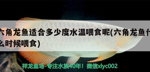 六角龍魚適合多少度水溫喂食呢(六角龍魚什么時候喂食)