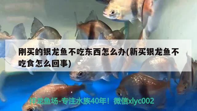 剛買(mǎi)的銀龍魚(yú)不吃東西怎么辦(新買(mǎi)銀龍魚(yú)不吃食怎么回事)