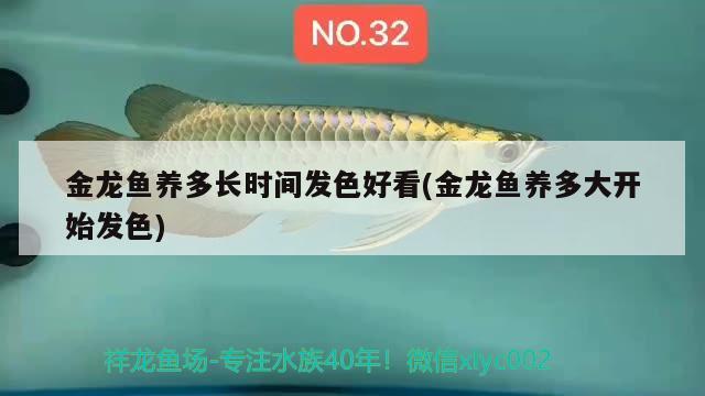 金龍魚養(yǎng)多長時(shí)間發(fā)色好看(金龍魚養(yǎng)多大開始發(fā)色) 養(yǎng)魚知識(shí)