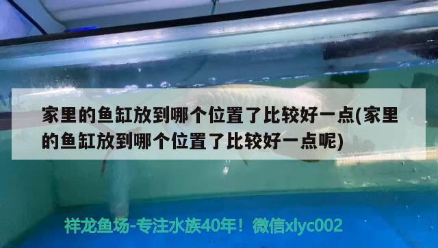 家里的魚缸放到哪個位置了比較好一點(家里的魚缸放到哪個位置了比較好一點呢)