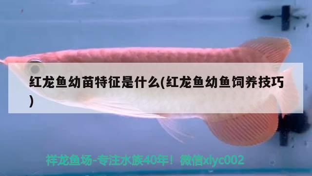 紅龍魚(yú)幼苗特征是什么(紅龍魚(yú)幼魚(yú)飼養(yǎng)技巧) 其他益生菌