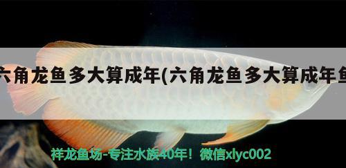 六角龍魚多大算成年(六角龍魚多大算成年魚)