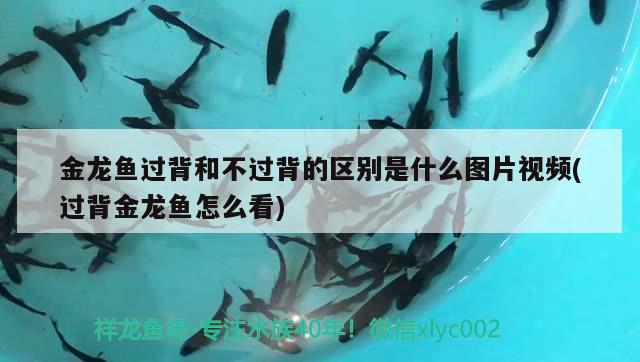 金龍魚過背和不過背的區(qū)別是什么圖片視頻(過背金龍魚怎么看) 過背金龍魚