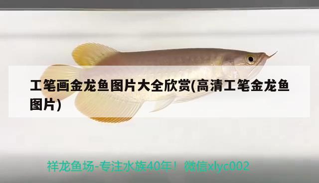 工筆畫金龍魚圖片大全欣賞(高清工筆金龍魚圖片)