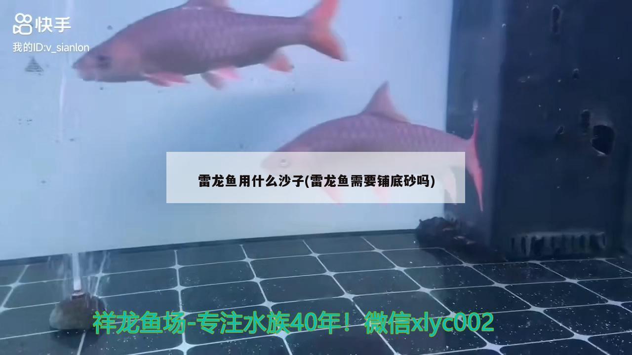 雷龍魚用什么沙子(雷龍魚需要鋪底砂嗎)