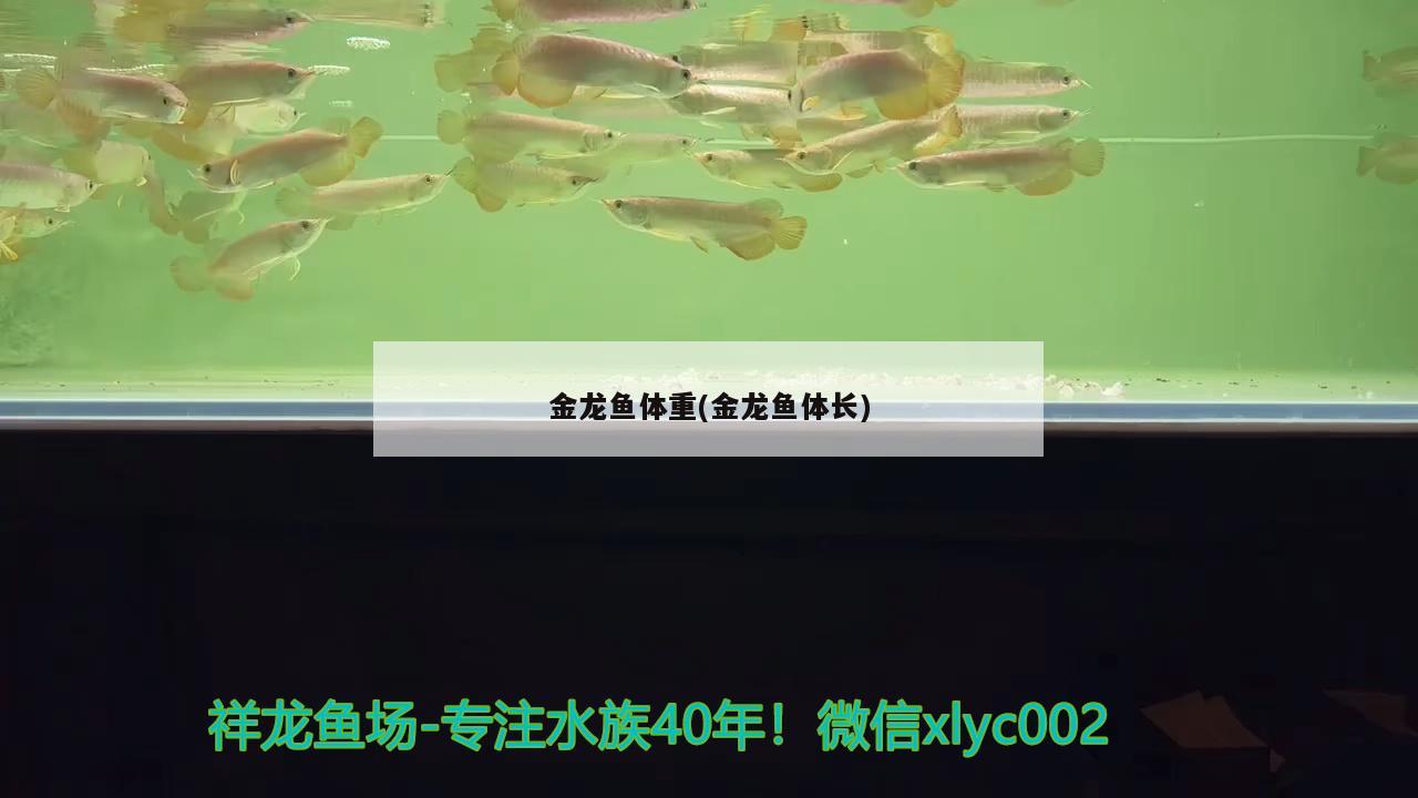 金龍魚(yú)體重(金龍魚(yú)體長(zhǎng))