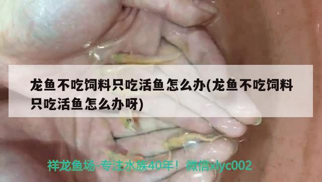 龍魚不吃飼料只吃活魚怎么辦(龍魚不吃飼料只吃活魚怎么辦呀) 除藻劑