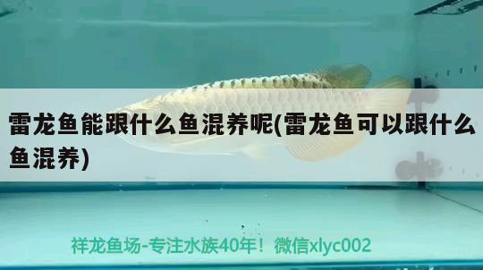 雷龍魚能跟什么魚混養(yǎng)呢(雷龍魚可以跟什么魚混養(yǎng)) 撒旦鴨嘴魚