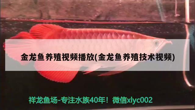 金龍魚養(yǎng)殖視頻播放(金龍魚養(yǎng)殖技術視頻)