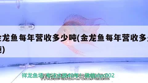 金龍魚每年營收多少噸(金龍魚每年營收多少噸) 黃金斑馬魚 第2張