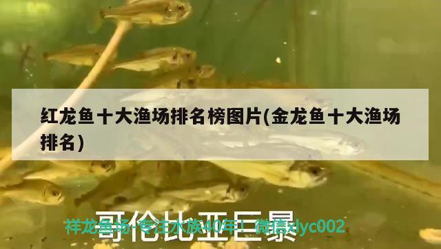 紅龍魚十大漁場排名榜圖片(金龍魚十大漁場排名) 南美異型魚 第2張