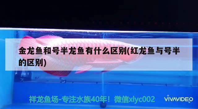 金龍魚和號半龍魚有什么區(qū)別(紅龍魚與號半的區(qū)別)