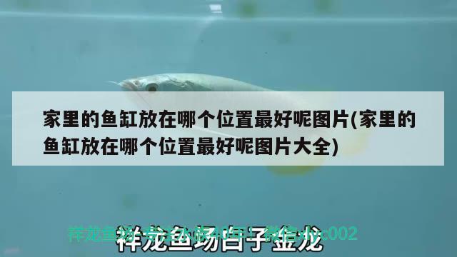 家里的魚缸放在哪個位置最好呢圖片(家里的魚缸放在哪個位置最好呢圖片大全)