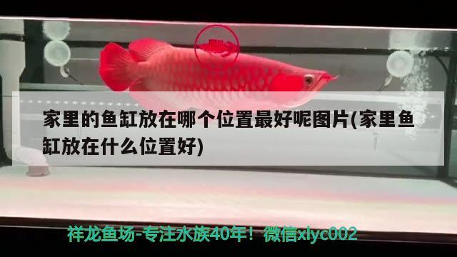 家里的魚缸放在哪個位置最好呢圖片(家里魚缸放在什么位置好)