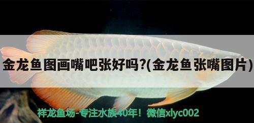 金龍魚圖畫嘴吧張好嗎?(金龍魚張嘴圖片) 養(yǎng)魚知識(shí)