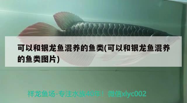 可以和銀龍魚(yú)混養(yǎng)的魚(yú)類(可以和銀龍魚(yú)混養(yǎng)的魚(yú)類圖片)