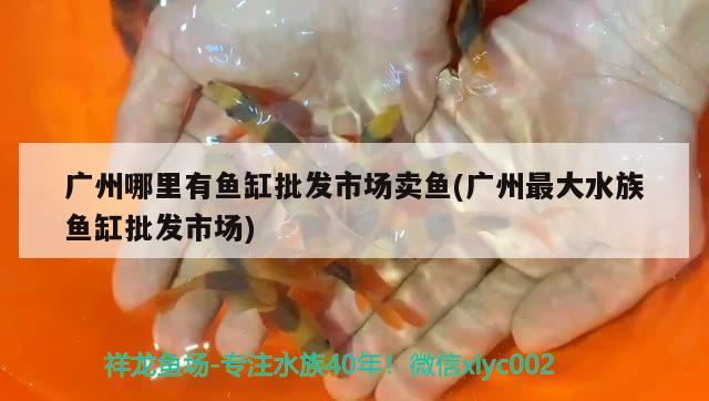 廣州哪里有魚缸批發(fā)市場賣魚(廣州最大水族魚缸批發(fā)市場)