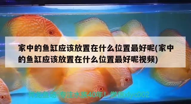 家中的魚(yú)缸應(yīng)該放置在什么位置最好呢(家中的魚(yú)缸應(yīng)該放置在什么位置最好呢視頻) 其他益生菌