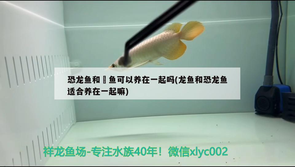 恐龍魚和魟魚可以養(yǎng)在一起嗎(龍魚和恐龍魚適合養(yǎng)在一起嘛) 皇冠黑白魟魚