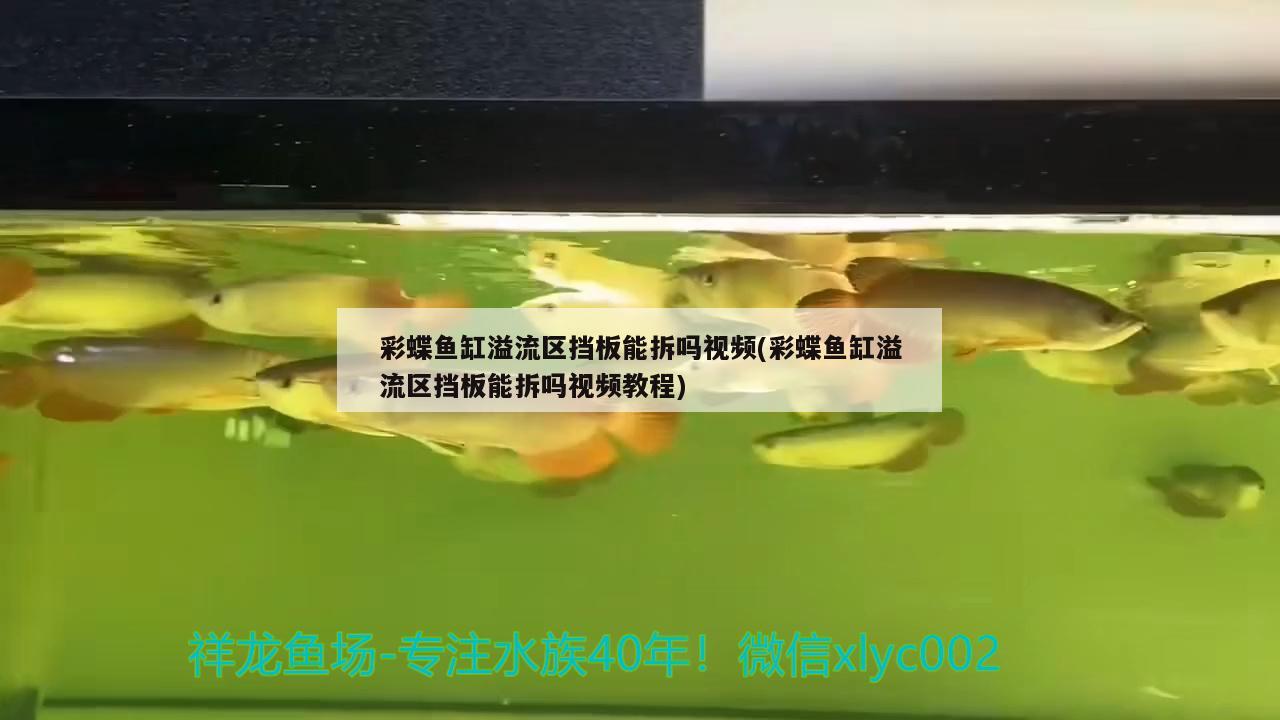 彩蝶魚缸溢流區(qū)擋板能拆嗎視頻(彩蝶魚缸溢流區(qū)擋板能拆嗎視頻教程)