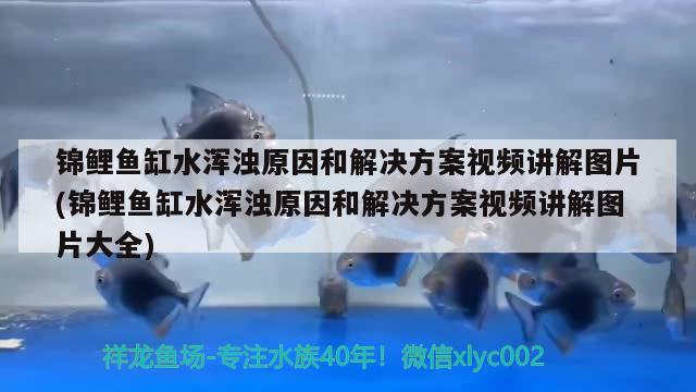 錦鯉魚缸水渾濁原因和解決方案視頻講解圖片(錦鯉魚缸水渾濁原因和解決方案視頻講解圖片大全) 一眉道人魚