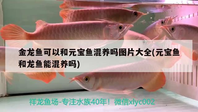 金龍魚(yú)可以和元寶魚(yú)混養(yǎng)嗎圖片大全(元寶魚(yú)和龍魚(yú)能混養(yǎng)嗎)