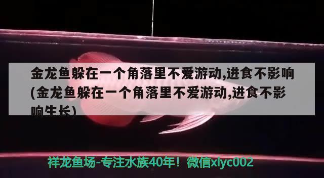 金龍魚躲在一個角落里不愛游動,進食不影響(金龍魚躲在一個角落里不愛游動,進食不影響生長)