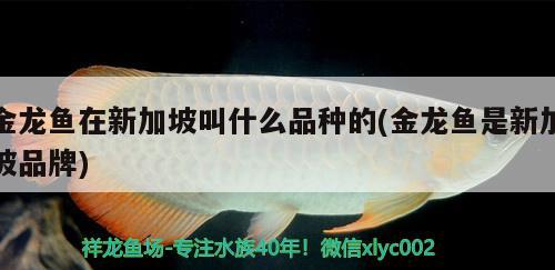 金龍魚在新加坡叫什么品種的(金龍魚是新加坡品牌) 白化巴西龜（白巴）