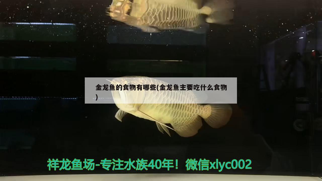 金龍魚(yú)的食物有哪些(金龍魚(yú)主要吃什么食物) 銀龍魚(yú)