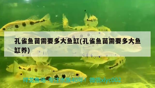 孔雀魚苗需要多大魚缸(孔雀魚苗需要多大魚缸養(yǎng)) 細(xì)線銀版魚