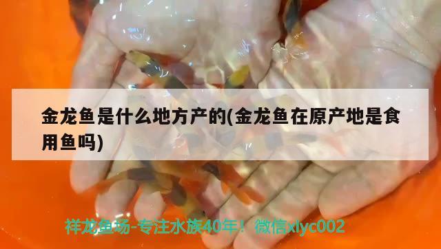 金龍魚是什么地方產(chǎn)的(金龍魚在原產(chǎn)地是食用魚嗎)