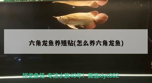 六角龍魚(yú)養(yǎng)殖貼(怎么養(yǎng)六角龍魚(yú)) 一眉道人魚(yú)