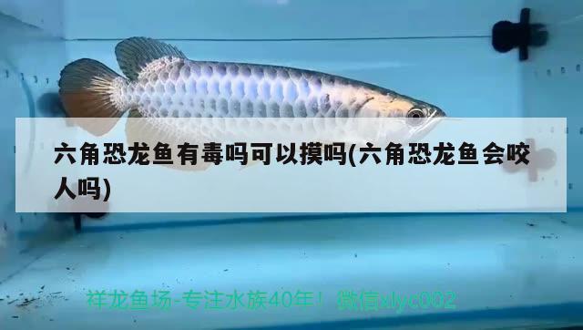 六角恐龍魚有毒嗎可以摸嗎(六角恐龍魚會咬人嗎)