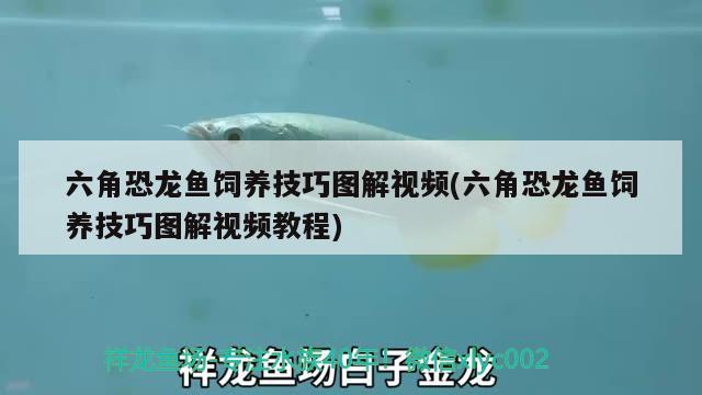 六角恐龍魚飼養(yǎng)技巧圖解視頻(六角恐龍魚飼養(yǎng)技巧圖解視頻教程)