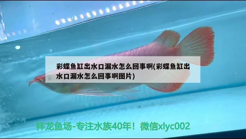 彩蝶魚缸出水口漏水怎么回事啊(彩蝶魚缸出水口漏水怎么回事啊圖片)