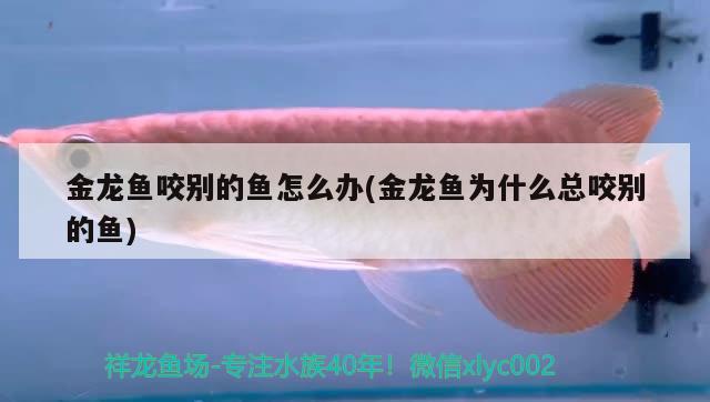 金龍魚咬別的魚怎么辦(金龍魚為什么總咬別的魚)