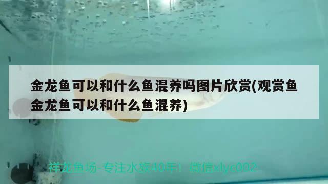 金龍魚可以和什么魚混養(yǎng)嗎圖片欣賞(觀賞魚金龍魚可以和什么魚混養(yǎng)) 廣州水族批發(fā)市場(chǎng)