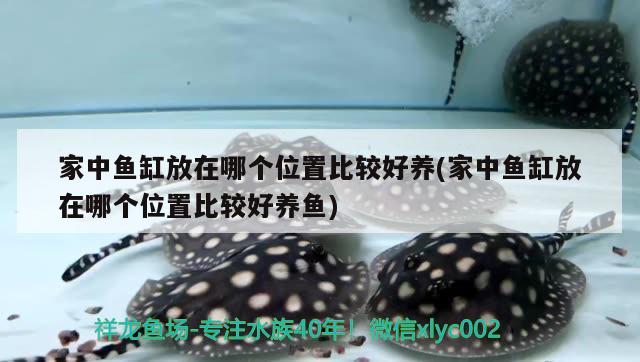 家中魚缸放在哪個位置比較好養(yǎng)(家中魚缸放在哪個位置比較好養(yǎng)魚)