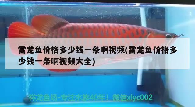 雷龍魚價格多少錢一條啊視頻(雷龍魚價格多少錢一條啊視頻大全) 印尼紅龍魚