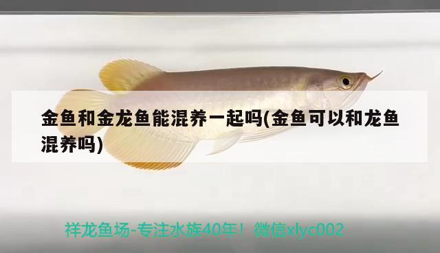 金魚和金龍魚能混養(yǎng)一起嗎(金魚可以和龍魚混養(yǎng)嗎) 大白鯊魚