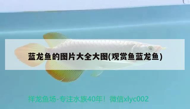 藍(lán)龍魚(yú)的圖片大全大圖(觀賞魚(yú)藍(lán)龍魚(yú))