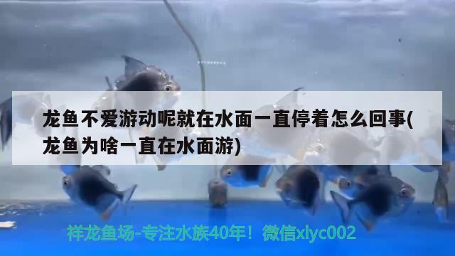 龍魚不愛游動呢就在水面一直停著怎么回事(龍魚為啥一直在水面游)