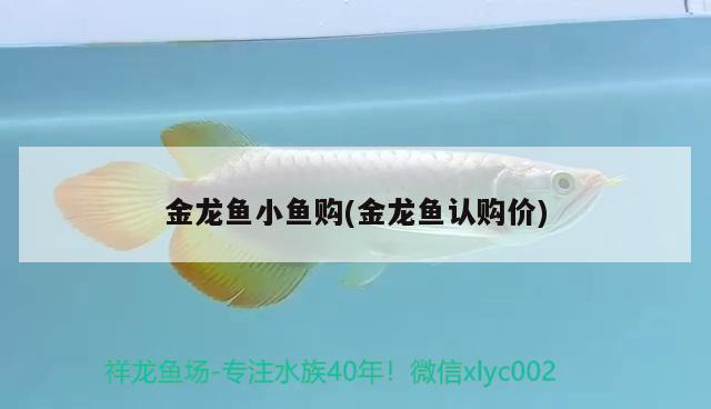 金龍魚小魚購(金龍魚認購價)