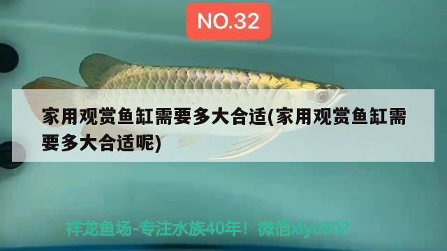 家用觀賞魚缸需要多大合適(家用觀賞魚缸需要多大合適呢) 印尼紅龍魚