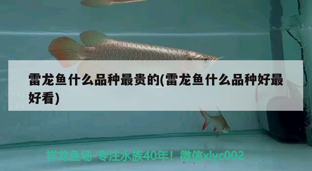 雷龍魚什么品種最貴的(雷龍魚什么品種好最好看)