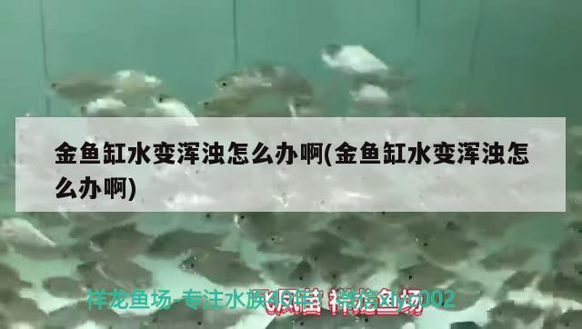 金魚缸水變渾濁怎么辦啊(金魚缸水變渾濁怎么辦啊) 祥龍進(jìn)口元寶鳳凰魚